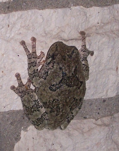 Gray Treefrog on Brick Wall