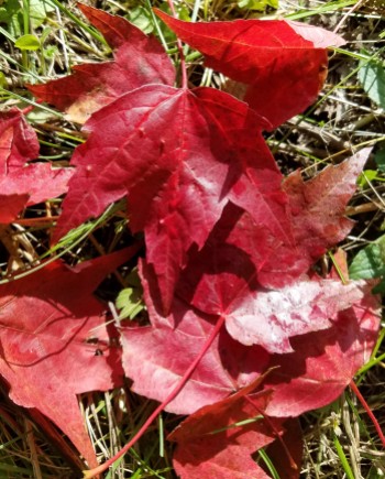 Red maple leaves on ground