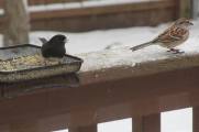 Dark-eyed junco and American tree sparrow
