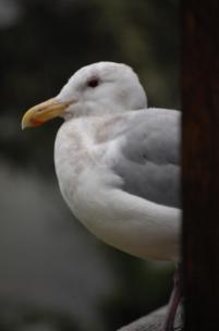 Herring gull (photo by Brittany Rowan)