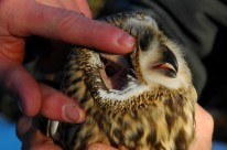 View of facial disk and large ear opening of short-eared owl, remarkable adaptations for catching prey by sound (photo by Tom Poczciwinski)
