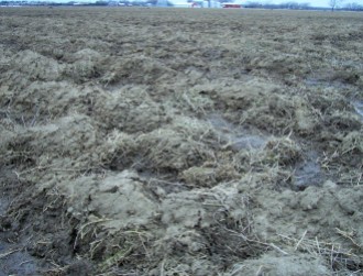 Plowed fields are nearly devoid of small mammals and therefore typically not good foraging habitat for winter raptors.