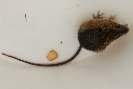 Meadow jumping mouse, a true hibernator of WNY