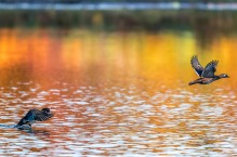 Wood ducks over-winter in areas from Arkansas to North Carolina and south to the Gulf of Mexico (photo by Paul Bigelow)