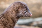 Mink are especially active now as it is their breeding season (Photo by Paul Bigelow)