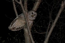 Barred owls are increasingly vocal now (Photo by Tom Poczciwinski).