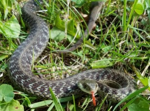 Eastern garter snakes "hibernate" in animal burrows, ant hills, rock piles, etc.