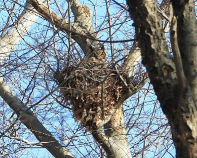 Great horned owl on-nest (Photo by Henry Ciesla)