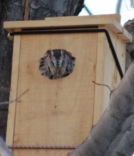 Eastern screech owl in nest box (Photo by Celeste Morien)