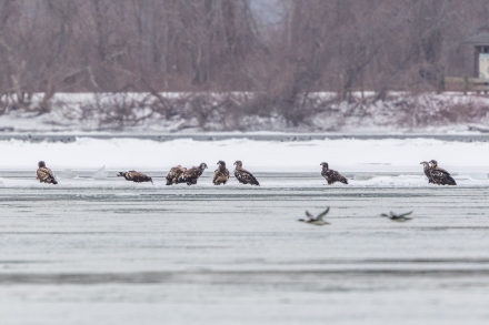 Nine bald eagles on ice off Strawberry Island (Photo by Paul Bigelow)