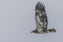 Juvenile bald eagle near Strawberry Island (Photo by Paul Bigelow)