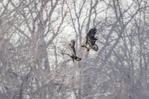 Bald eagles in aerial tussle near Strawberry Island (Photo by Paul Bigelow)