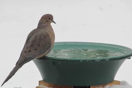 Mourning doves are increasingly vocal now