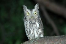 Eastern screech owls are increasingly vocal now (Photo by Tom Poczciwinski).