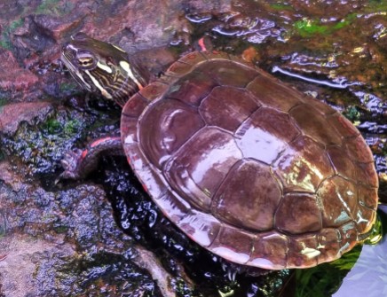 Midland painted turtles go dormant on bottoms of ponds, etc.
