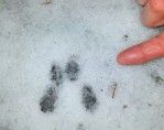 Eastern chipmunk tracks in snow - watch for a few vernturing from winter dens to feed and breed