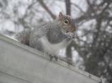 Eastern gray squirrels are especially active now as it is their breeding season