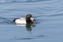 Scaup eating crayfish (Photo by Paul Bigelow)