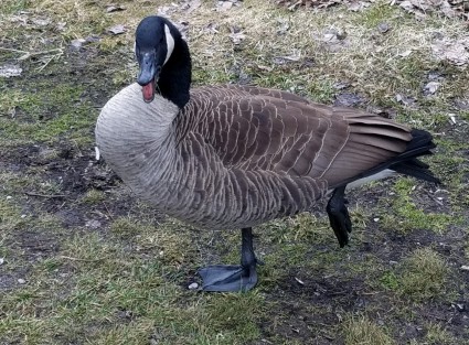 Male Canada goose defending nest (photo by Kristen Rosenburg)