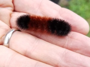 Wooly bear caterpillar
