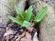 Wild leeks (AKA ramps) are sprouting across many upland forests