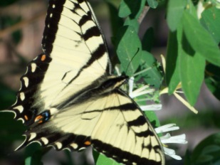 Tiger swallowtail (Photo by Brittany Rowan)