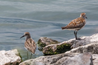 Semipalmated sandpiper (Photo by Paul Bigelow)