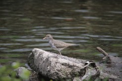 Spotted sandpiper (Photo by Brittany Rowan)
