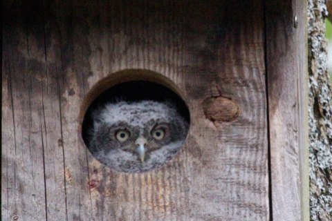 Eastern screech owl about to fledge from Grand Island nest box (Photo by Jodi Wroblewski)