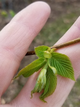 Leaf buds on most trees and shrubs have just burst, producing tiny leaves