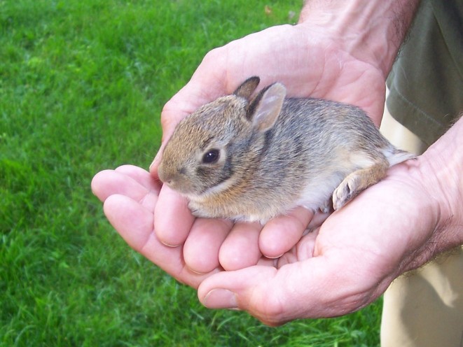 Young cottontail (photo by Kristen Rosenburg)