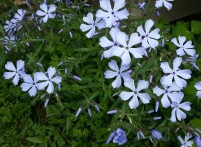 Common blue phlox is now blooming