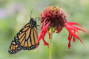 Monarch (photo by Brittany Rowan)