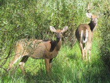 White-tailed Deer transitioning from summer to winter pelage