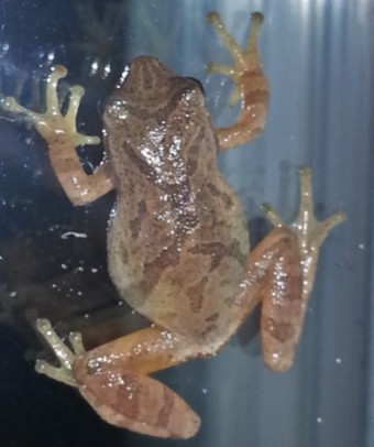 Spring peeper clinging to window near porch light