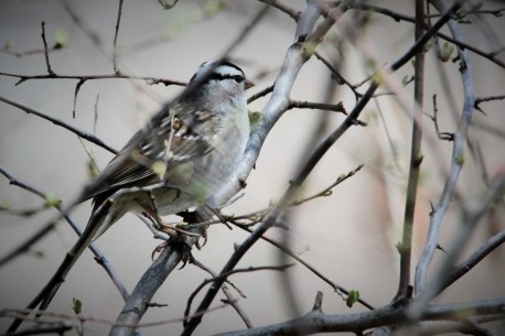 White-crowned sparrow (photo by Brittany Rowan)