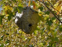 Bald-faced hornet nests are evident after leaf drop