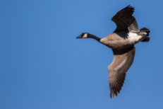 Migrant Canada geese are passing through WNY (photo by Paul Bigelow)