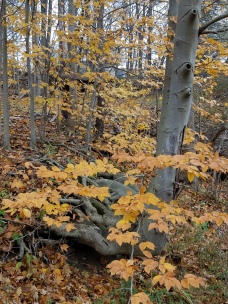 Many American beech leaves offer golden fall color